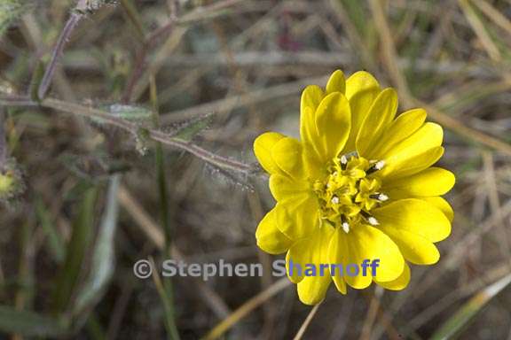 hemizonia congesta ssp lutescens 3 graphic